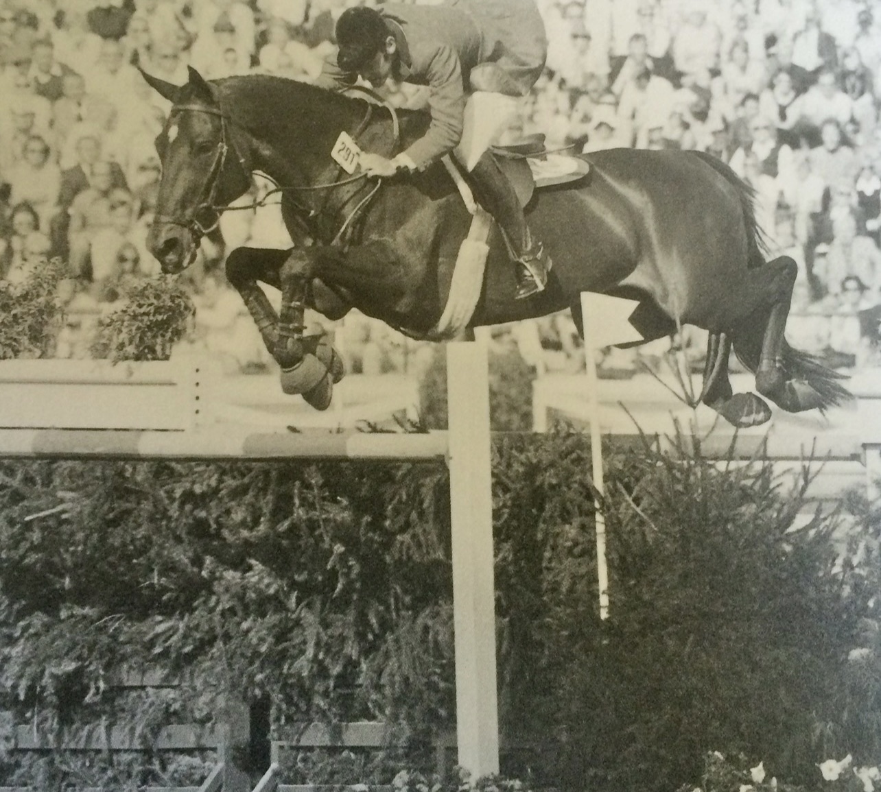 Sloopy, a Thoroughbred purchased as a 3-year-old from Belmont Horses of Racing Age Sale. Sloopy went on to win the Individual Bronze Medal with Neal Shapiro in the 1972 Munich Olympic Games.